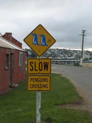 [Penguins crossing]
