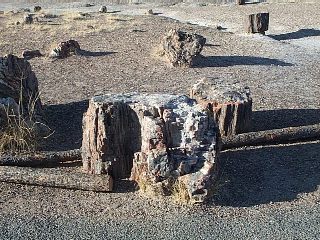 [Petrified wood]